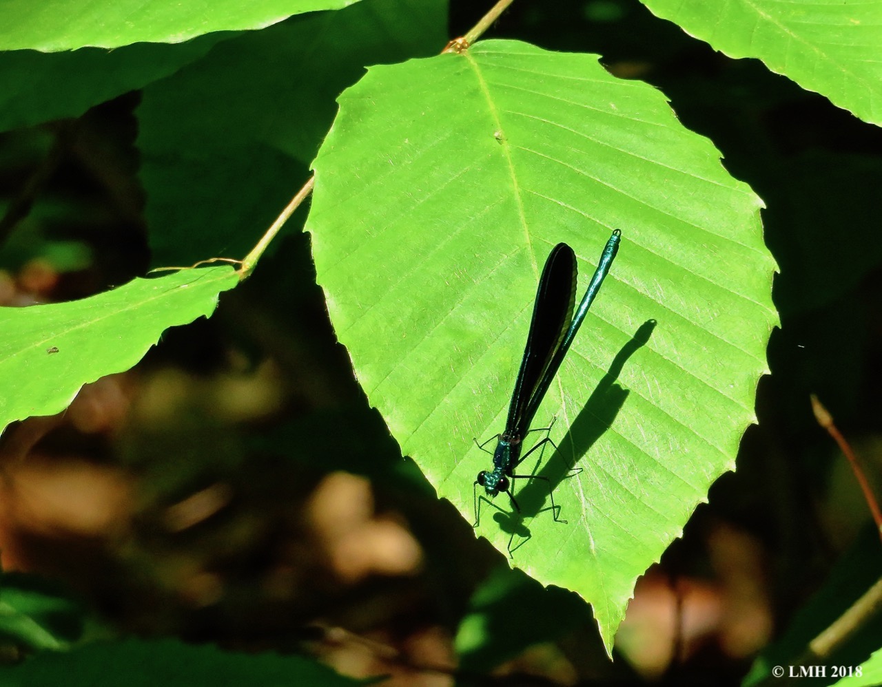 M9-EBONY JEWELWING MALE