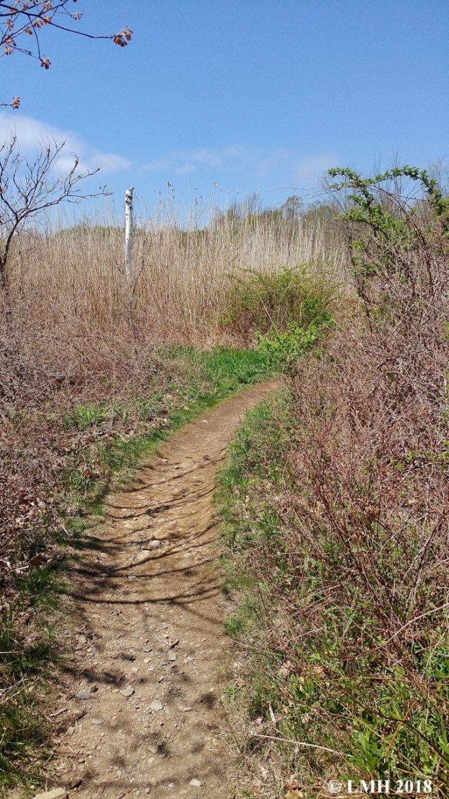 P16-TRAIL TO BATTERY STEELE