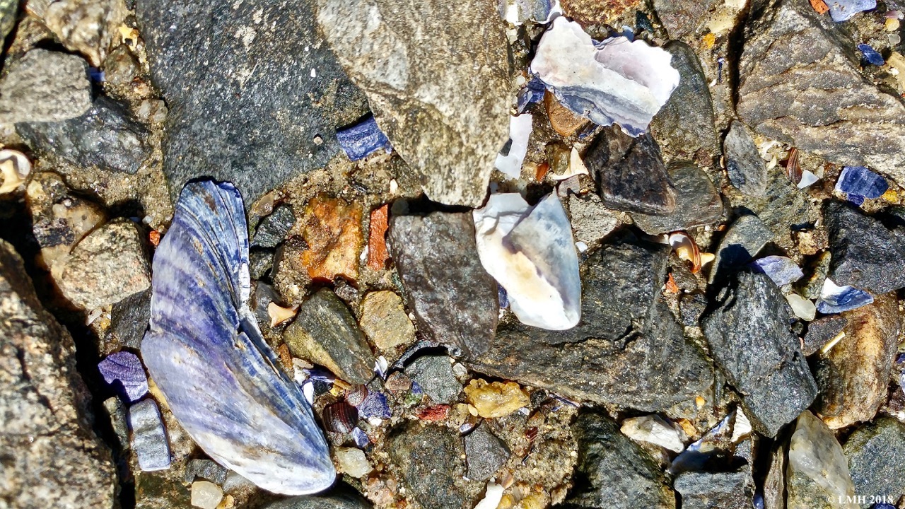 P29-NATURE'S ART WORK