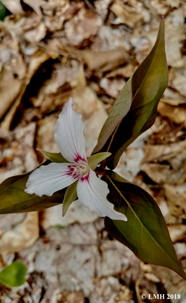 S11-PAINTED TRILLIUM