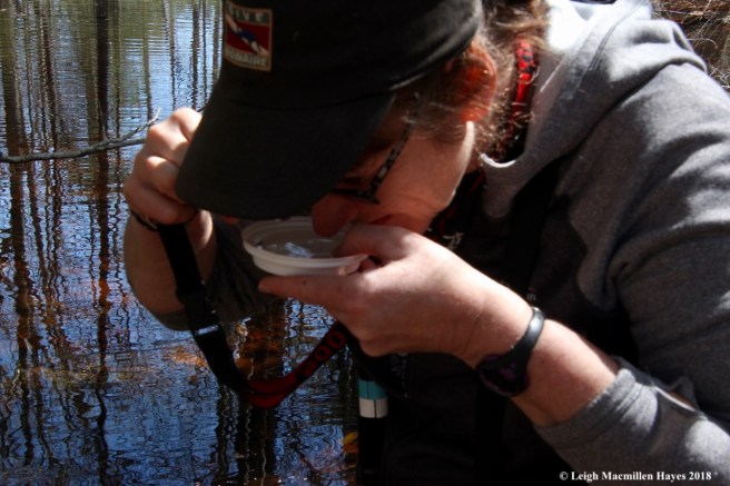 s12-examining the fairy shrimp