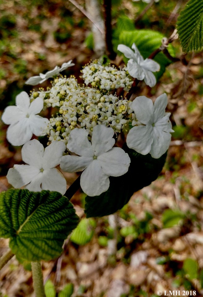 S12-HOBBLEBUSH FLOWERS