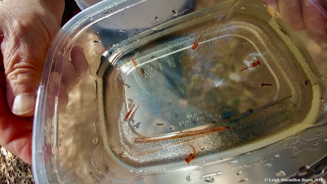 s13-five fairy shrimp