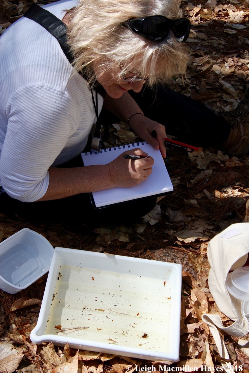 s13-Pam sketches the fairy shrimp