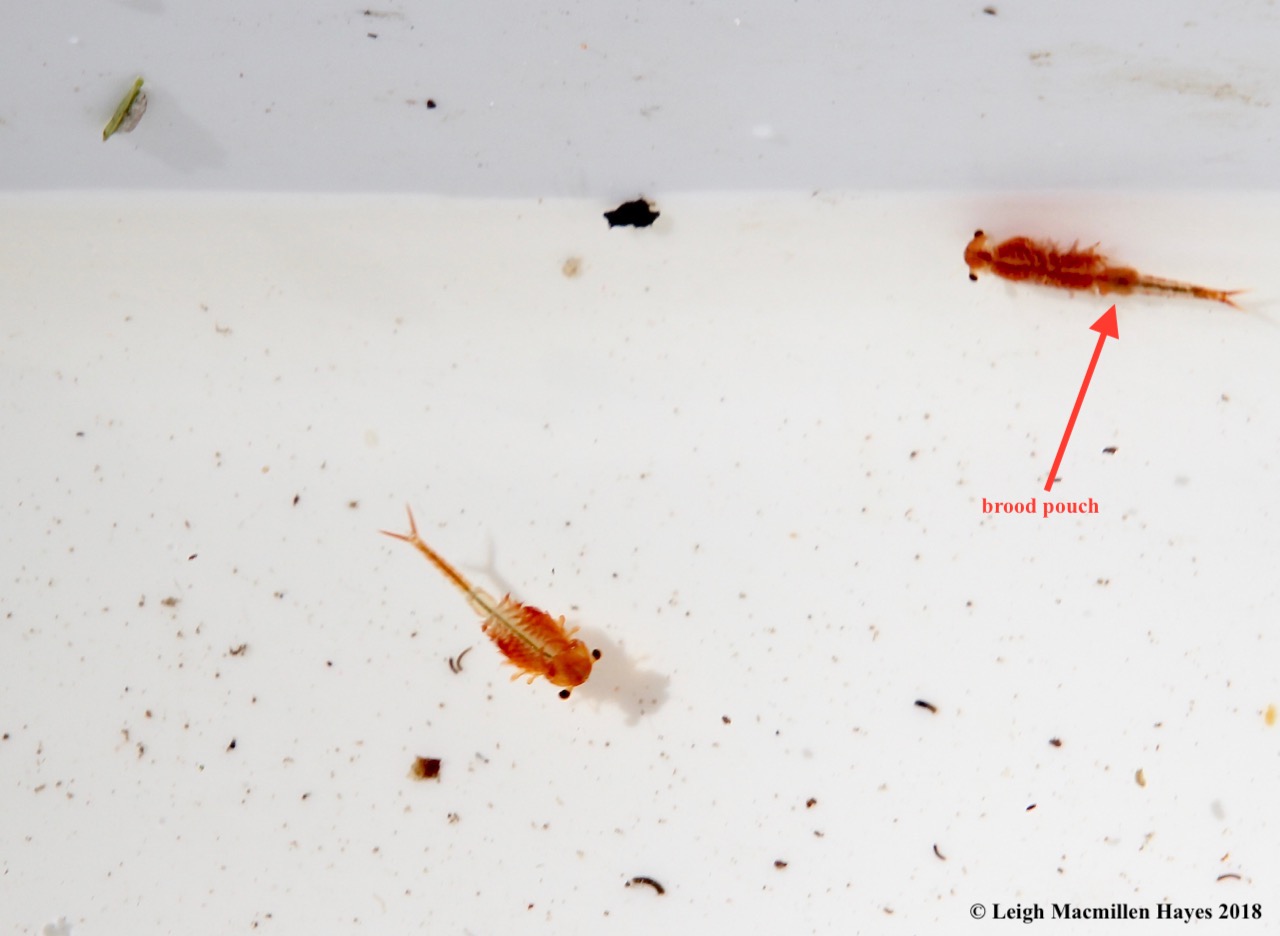 s14-female fairy shrimp