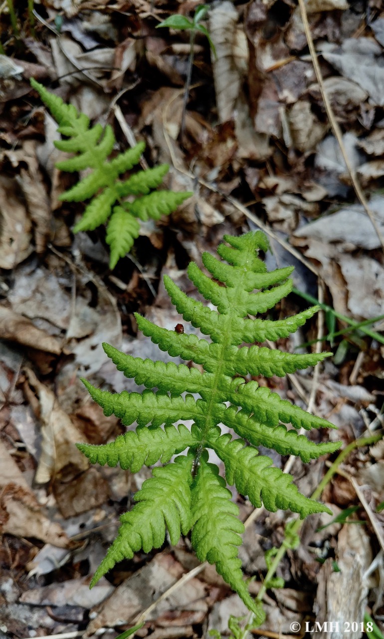 S16-BEECH FERN