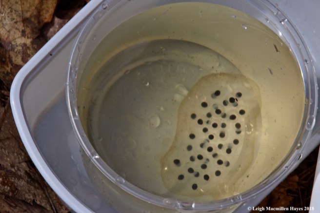 s17-spotted salamander egg mass