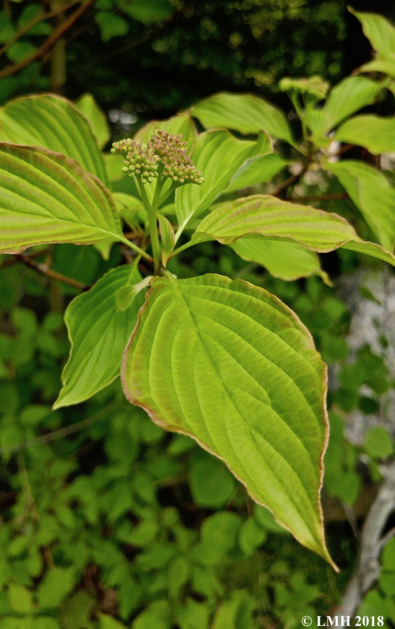 S17A-FLOWERING DOGWOOD
