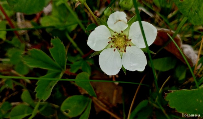 S18- WILD STRAWBERRY FLOWER