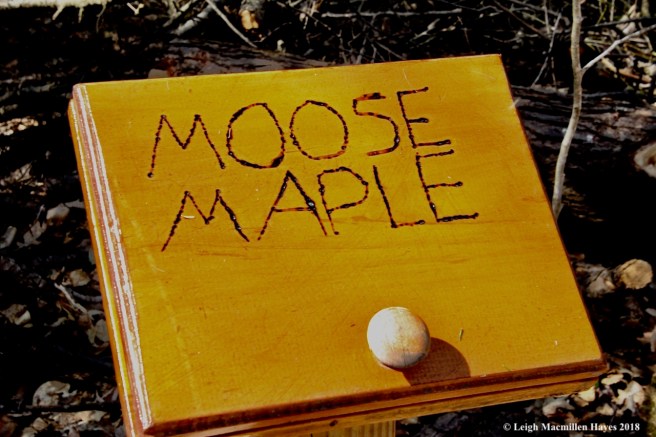 s2-moose wood
