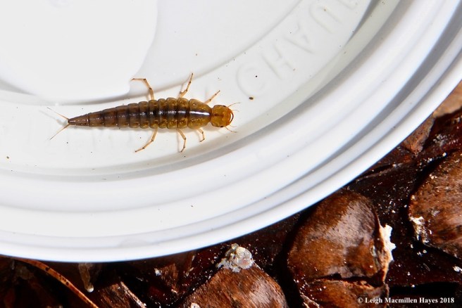 s20-predacious diving beetle larvae