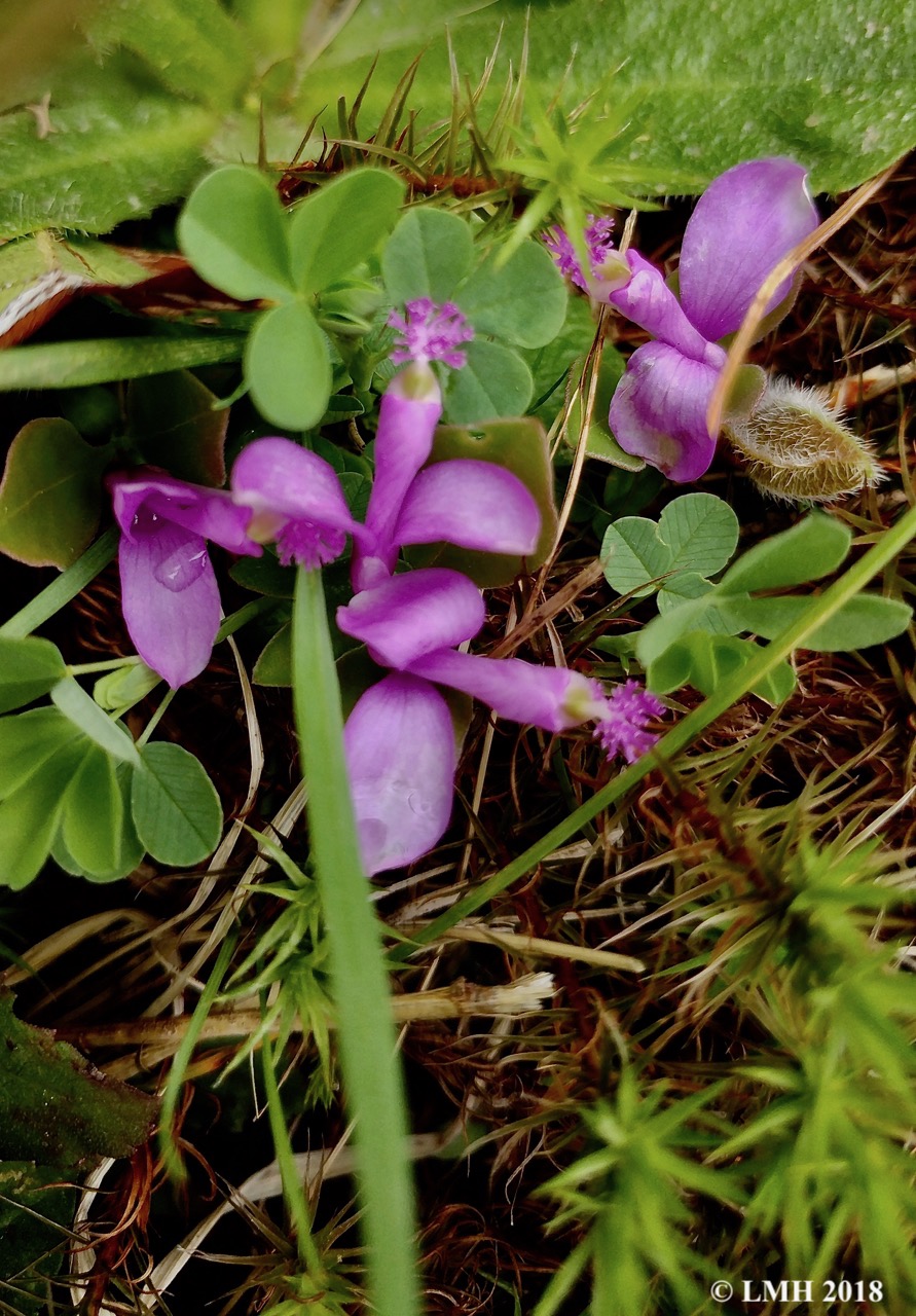 S21-FRINGED POLYGALA