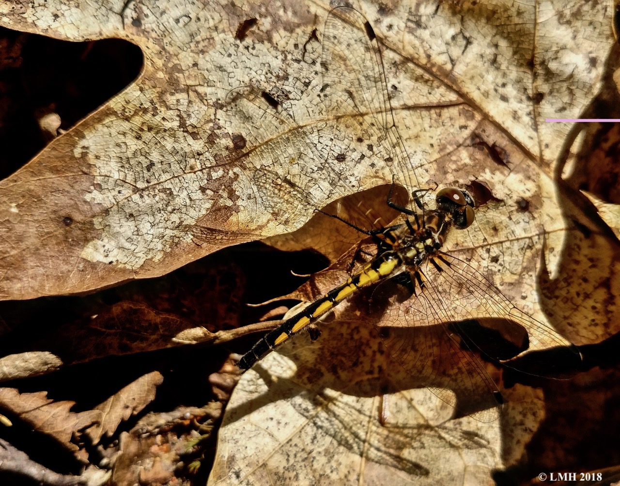 S22-FEMALE WHITEFACE SKIMMER