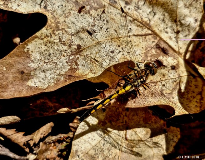 S22-FEMALE WHITEFACE SKIMMER