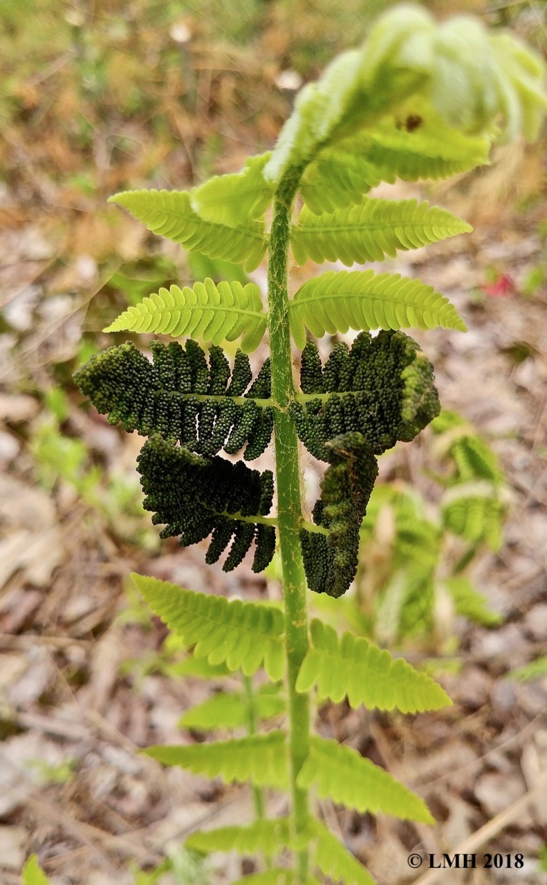 S22-INTERRUPTED FERN