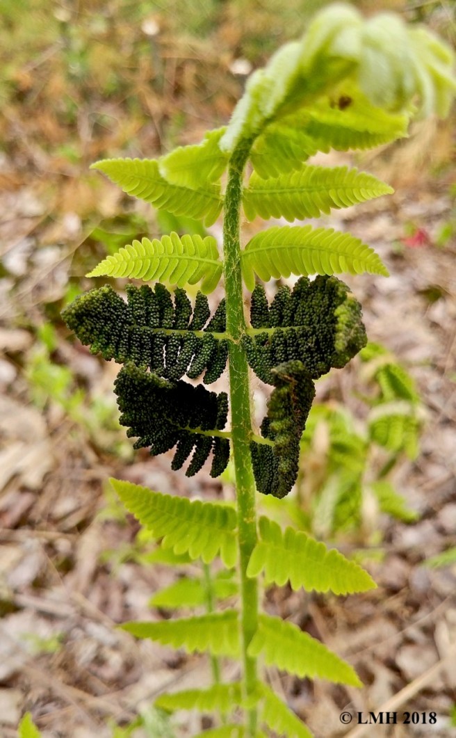 S22-INTERRUPTED FERN