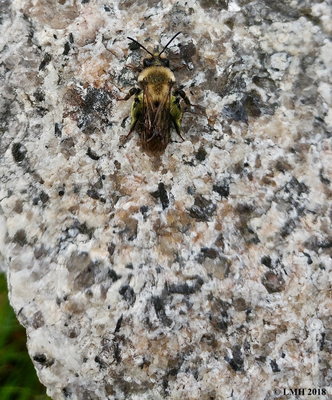 S23A-BUMBLEBEE BREAK