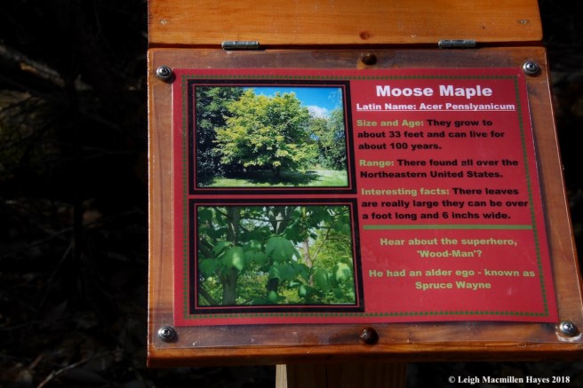s2a-moose maple