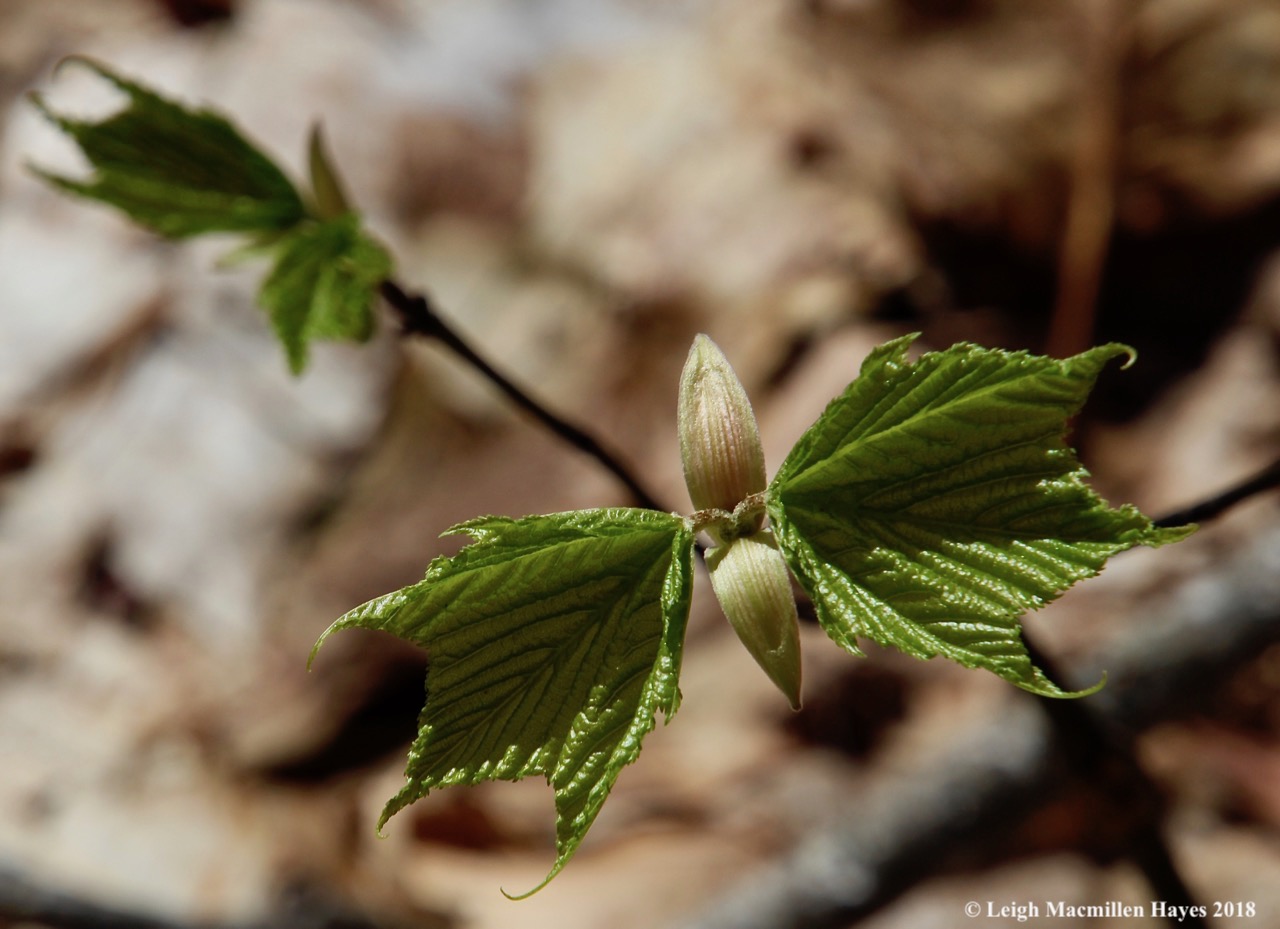 s2b-moose wood maple leaf