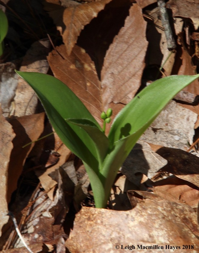 s3b-clintonia buds
