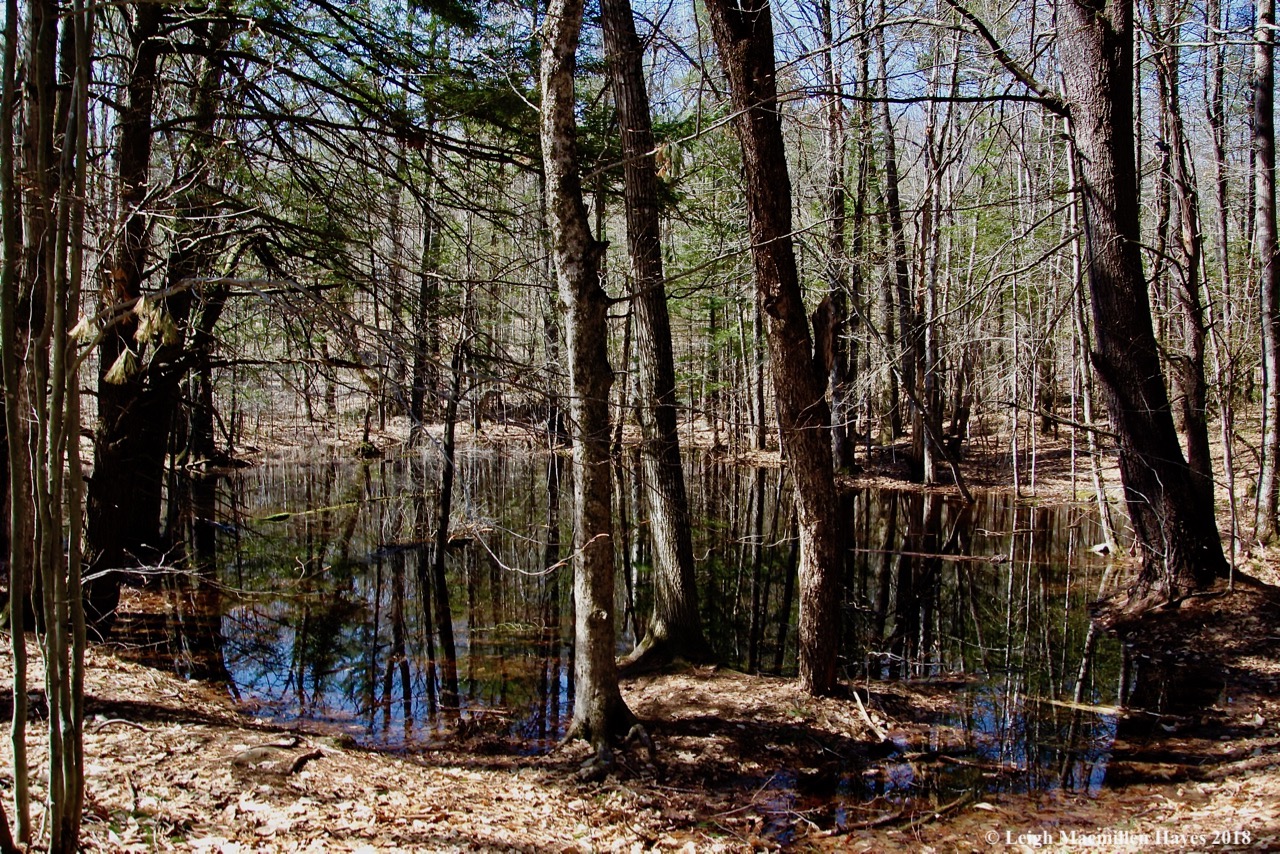 s6-vernal pool
