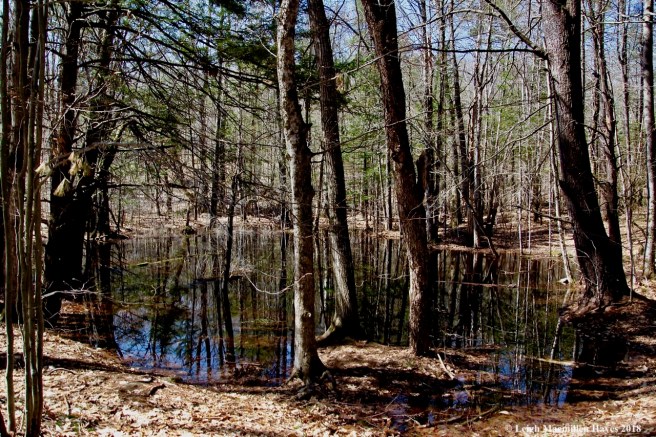 s6-vernal pool