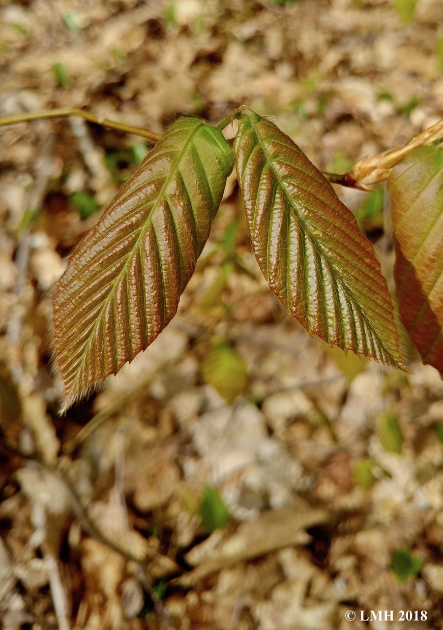 S7-BEECH LEAVES