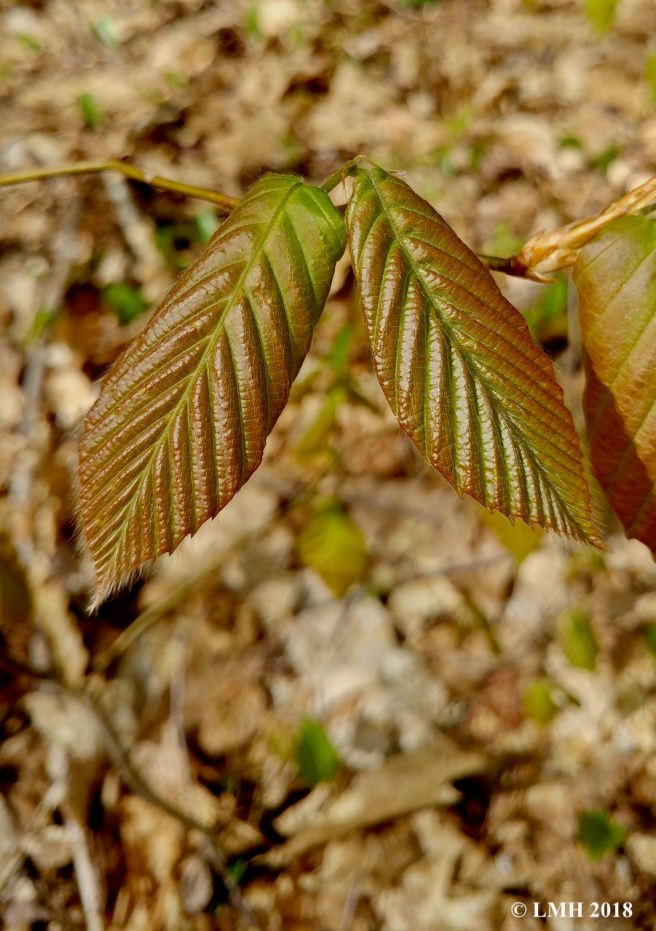 S7-BEECH LEAVES
