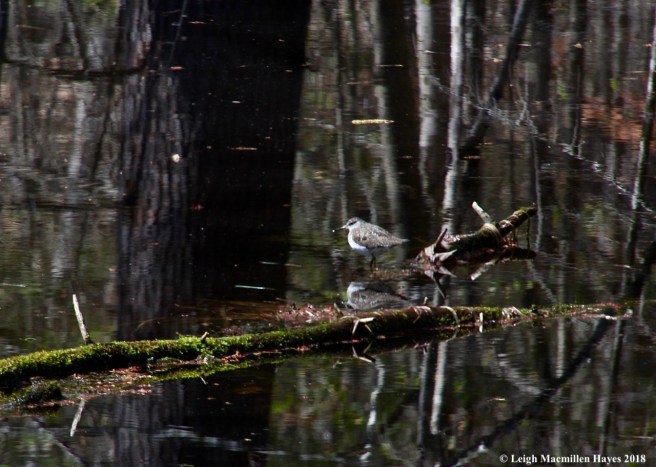 s7a-solitary sandpiper