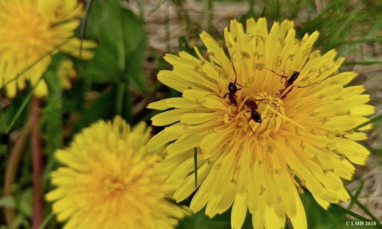 S8-ANTS ON DANDELIONS