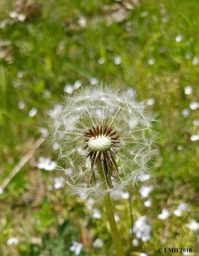 S9-DANDELION SPREADING THE SEEDS