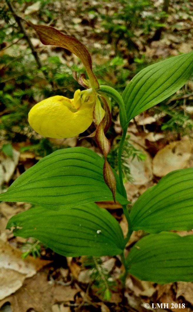y1-yellow lady's slipper