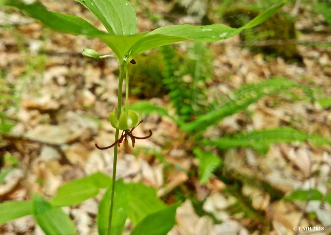 Y16-INDIAN CUCUMBER ROOT