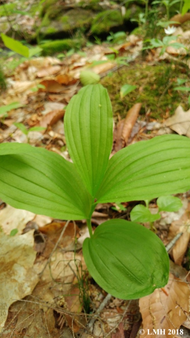 Y19-YELLOW LADY'S SLIPPER WITHOUT FLOWER