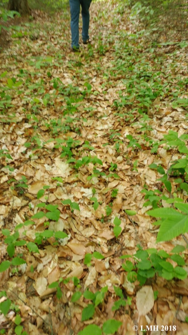 Y8A-BEECH GROVE TO COME