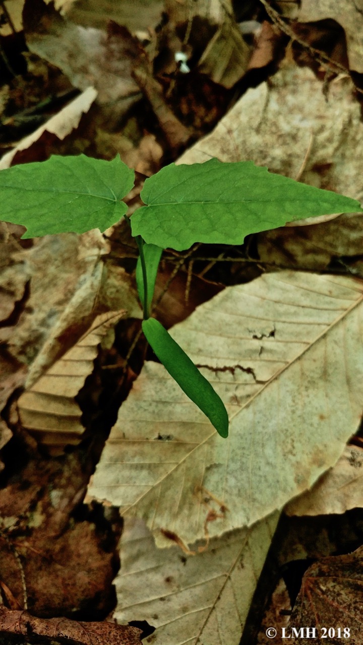 Y9-RED MAPLE COTYLEDON