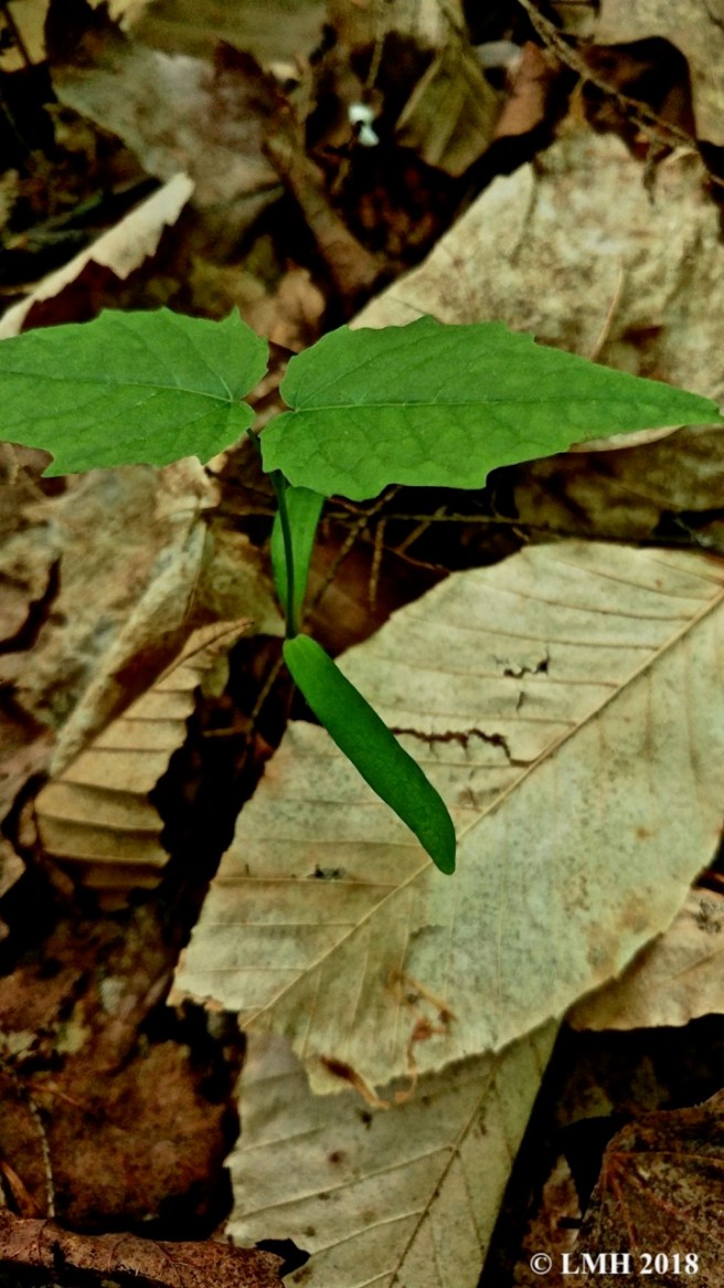 Y9-RED MAPLE COTYLEDON