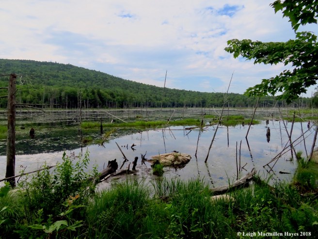 d1-approaching the bog