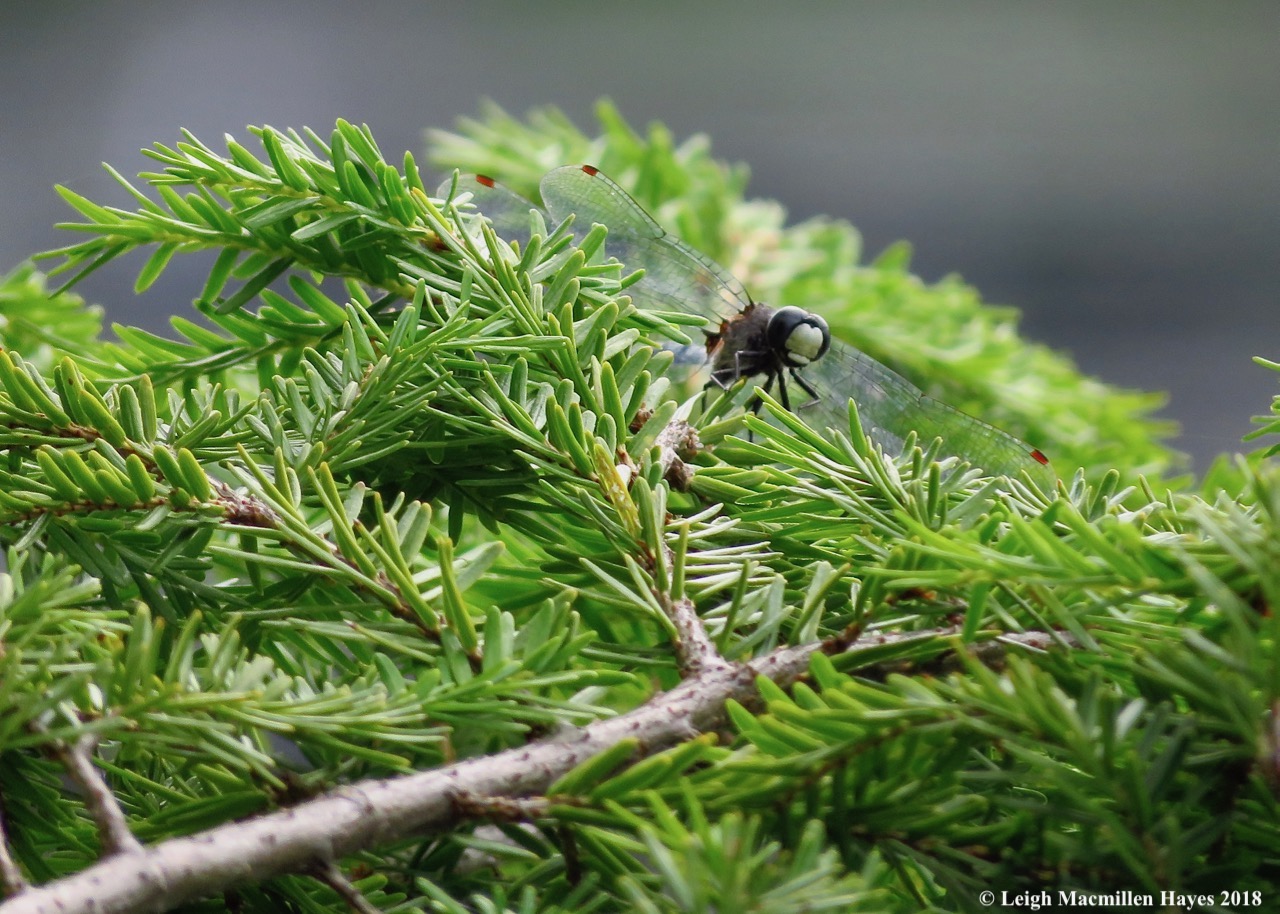 d11-frosted whiteface dragonfly