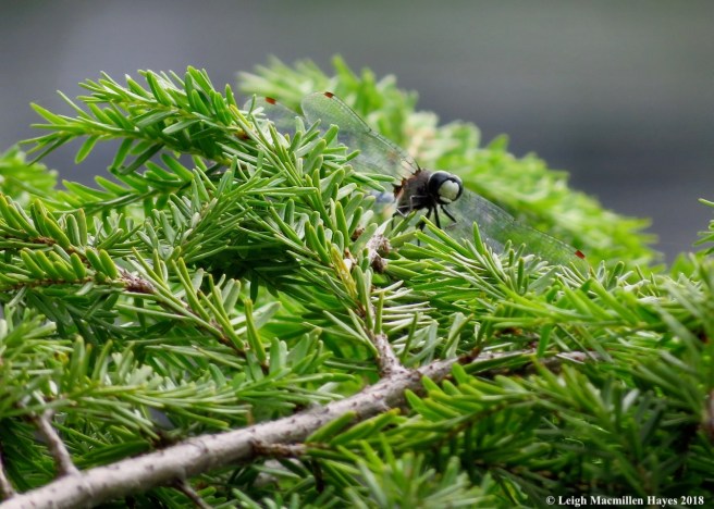 d11-frosted whiteface dragonfly