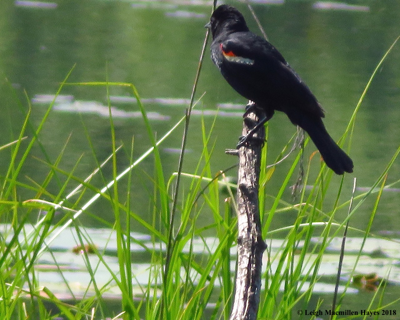 d16-red-winged blackbird