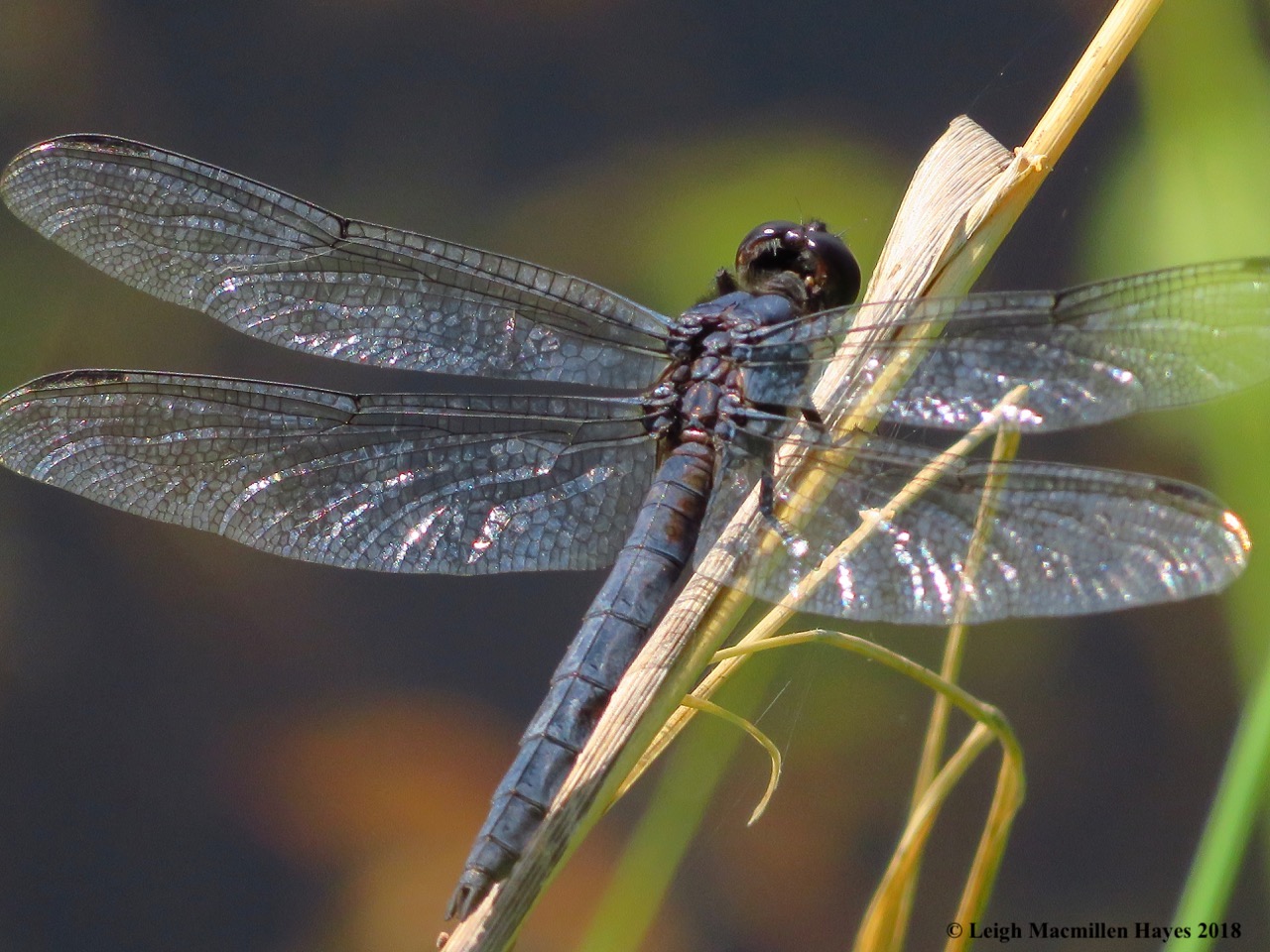 d16-slaty skimmer dragonfly