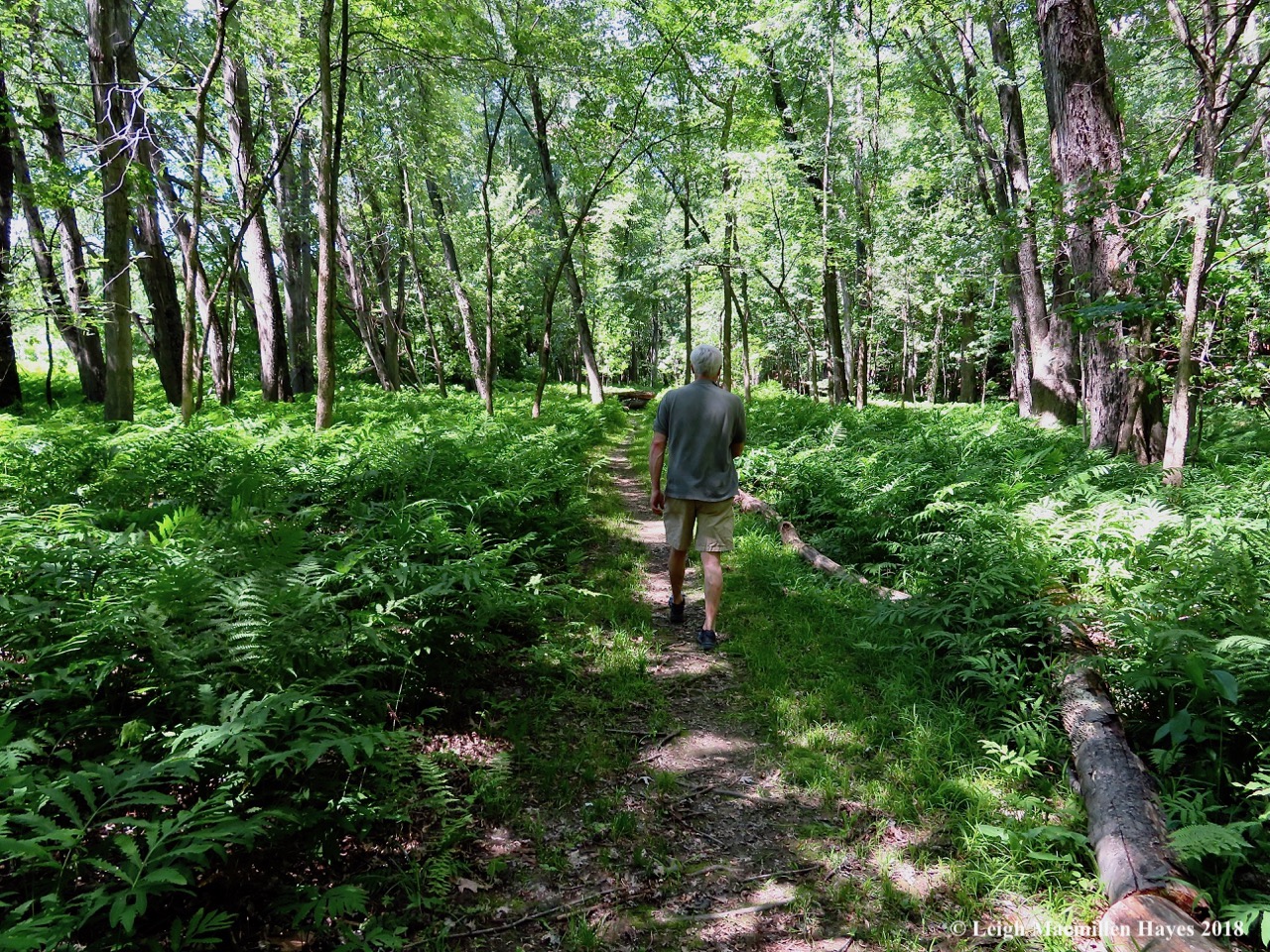d16a-silver maple floodplain