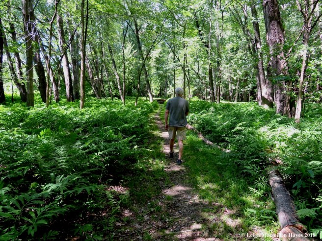 d16a-silver maple floodplain
