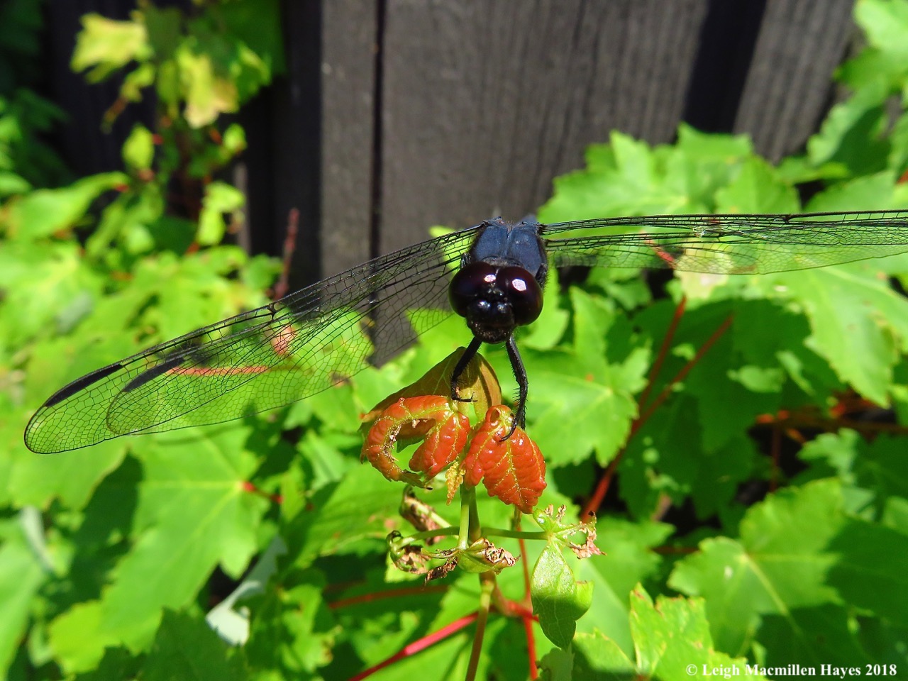 d16a-slaty skimmer dragonfly--black face:brown eyes