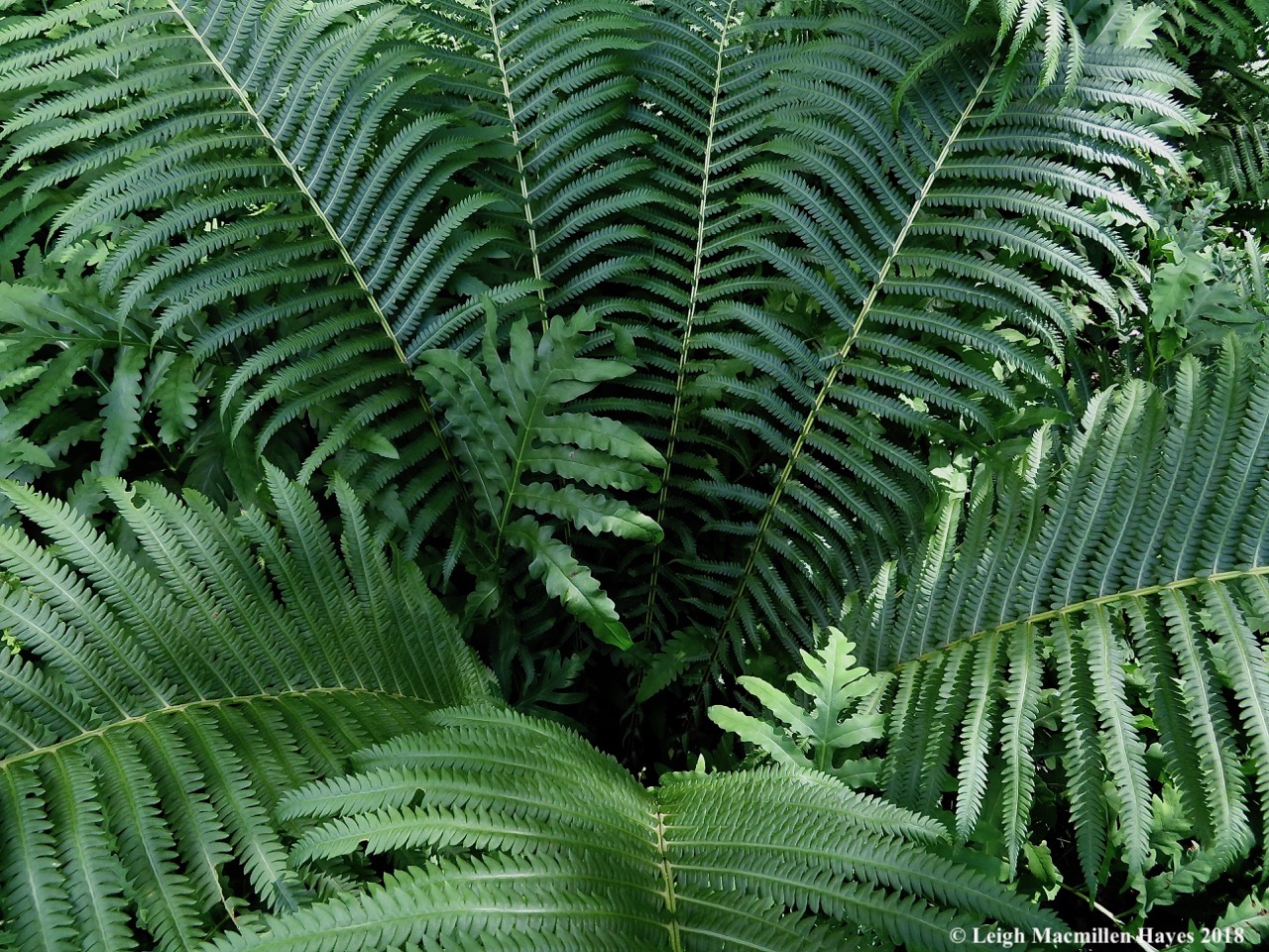 d17-ostrich fern