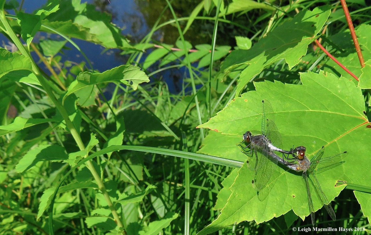 d18-frosted whiteface dragonflies