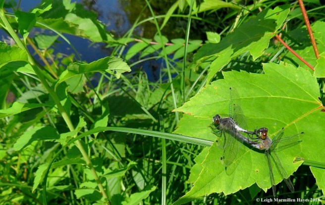 d18-frosted whiteface dragonflies