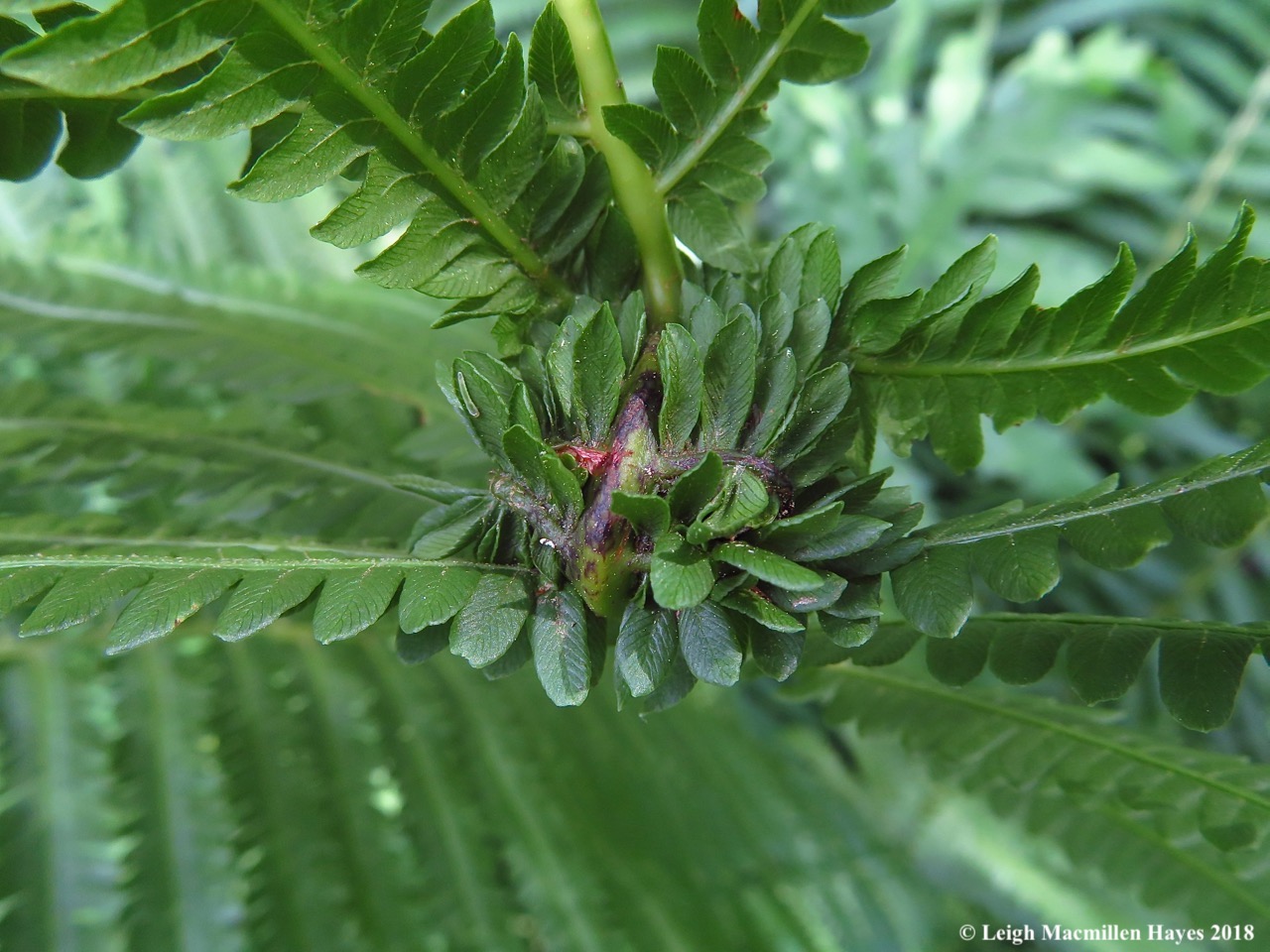 d18-Tortricid Moth gall