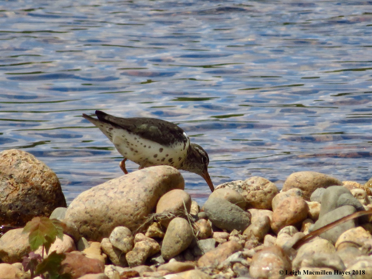 d23-sanpiper foraging